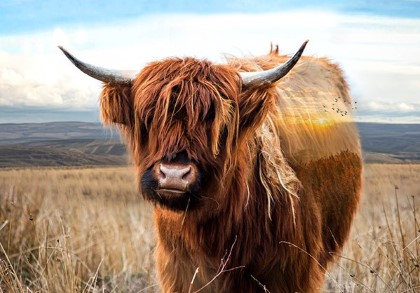 Hoffman California - Call of The Wild - 30.25' x 42' Highland Cow Panel, Rust