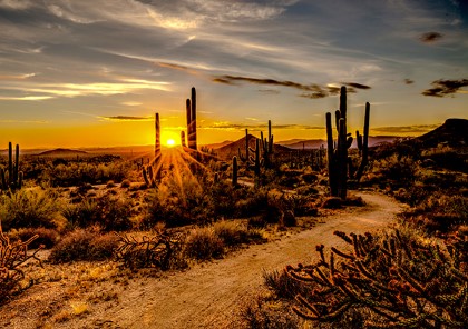 Hoffman California - Call of The Wild - 31.5' x 42' Desert Panel, Sunset