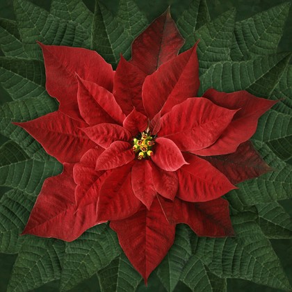 Hoffman California - Dream Big Holiday - 45' x 43' Poinsettia, Red