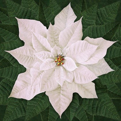 Hoffman California - Dream Big Holiday - 45' x 43' Poinsettia, White