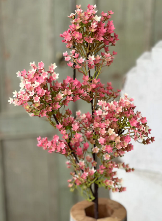 Spray - Andromeda Buds 28', Pink