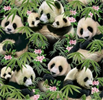 Panda Bears