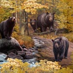 Ursus Americanus