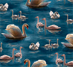 Splendid Swans