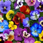 Elizabeth Studio - Lovely Pansies - Packed Pansies, Multi