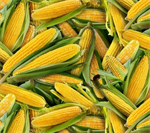 Elizabeth Studio - Food Festival - Corn on The Cob, Yellow