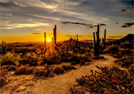 Hoffman California - Call of The Wild - 31.5^ x 42^ Desert Panel, Sunset