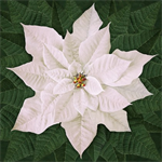 Hoffman California - Dream Big Holiday - 45^ x 43^ Poinsettia, White