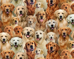 Elizabeth Studio - Dog Breeds - Golden Retreiver, Multi