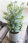 Sage Boxwood - Plant in Cement Pot