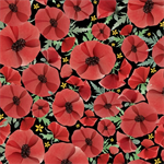 Quilting Treasures - Wildflowers - Red Poppies, Black