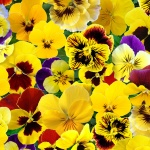 Elizabeth Studio - Lovely Pansies - Packed Pansies, Yellow