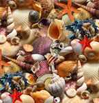 Elizabeth Studio - Landscape Medley - Packed Seashells, Multi