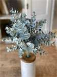 Bush - Pewter Sky Eucalyptus 12^