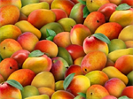 Elizabeth Studio - Food Festival - Mangoes, Multi