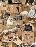 Timeless Treasures - Cats - Realistic Cats in Boxes, Multi