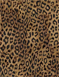 Timeless Treasures - Wild - Leopard Print, Brown/Black