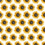 Blank Quilting - Show Me The Honey - Sunflowers, White