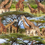 Michael Miller - Serengeti Plains - Savanna Tower, Multi