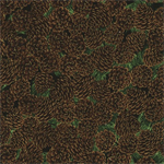 Timeless Treasures - Holiday - Pinecones, Brown