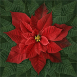 Hoffman California - Dream Big Holiday - 45^ x 43^ Poinsettia, Red